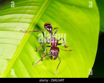 Bullet Ant (Paraponera clavata) sur une feuille dans la forêt tropicale, province d'Orellana, Équateur Banque D'Images