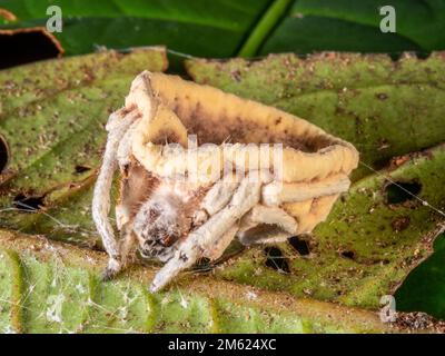 Le champignon Cordyceps (Torrubiella sp.) infecte une araignée dans la forêt tropicale sous-étage, en Équateur Banque D'Images