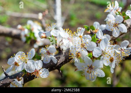Une fleur de prune blanche est recouverte de petites gouttes d'eau sur une branche. Jour ensoleillé. Thème du printemps. Banque D'Images