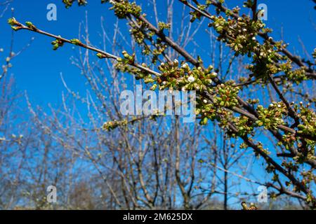 Jardin de printemps contre le ciel bleu. Branches de cerise dans de nombreux bourgeons. Avril est arrivé. Banque D'Images