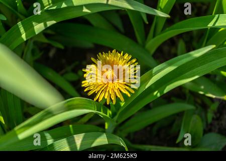 Un pissenlit jaune fleuri parmi l'herbe verte. Thème du printemps. Banque D'Images