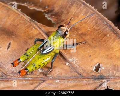 Sauterelle de la forêt tropicale (Helolampris coloniana, Acrididae) dans la forêt tropicale, province d'Orellana, Équateur Banque D'Images