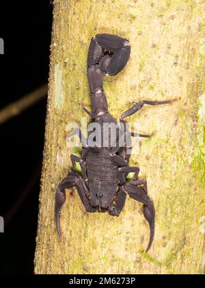 Scorpion à queue épaisse (Tityus sp.) Sur un tronc d'arbre dans la forêt tropicale, province d'Orellana, Équateur Banque D'Images