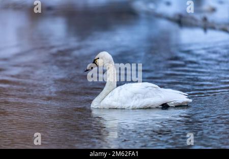 Natation dans la toundra cygne (Cygnus columbianus), Calgary, parc de l'Île-du-Prince-Édouard, Alberta, Canada Banque D'Images