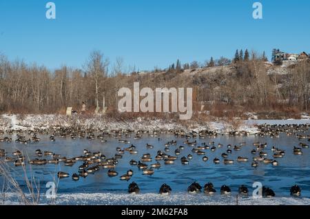 La bernache du Canada (Branta canadensis) se rassemble sur la dernière étendue d'eau libre disponible, Princes Island Park, Calgary, Alberta, Canada Banque D'Images