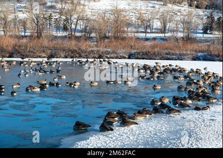 La bernache du Canada (Branta canadensis) se rassemble sur la dernière étendue d'eau libre disponible, Princes Island Park, Calgary, Alberta, Canada Banque D'Images