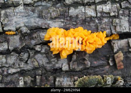 Gelée d'orange sur une bûche à Blue Star Memorial Woods à Glenview, Illinois Banque D'Images