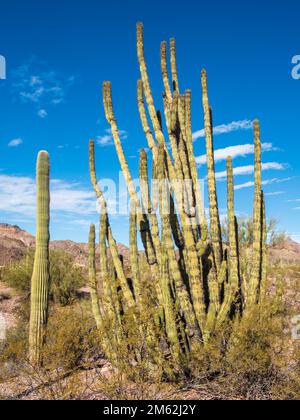 Saguaro et Organ Pipe Cacti le long de l'Ajo Mountain Drive au Monument national d'Organ Pipe Cactus, une réserve de biosphère de l'UNESCO dans le sud de l'Arizona Banque D'Images