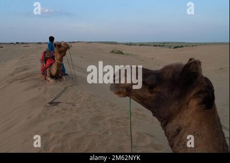 Un jeune caméléer conduit un chameau dans des dunes de sable. Coucher de soleil avec ciel bleu en arrière-plan. Banque D'Images