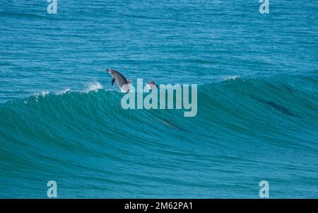 Une gousse de dauphins à la bottlenose surfant sur les vagues, un dauphin sautant hors de l'eau comme il sort de l'arrière de la vague Banque D'Images
