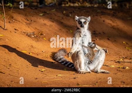 Le lémur de ringtail et le bébé se bronzent à la réserve de Berenty, forêt de Malaza dans la vallée de Mandrare, Madagascar, Afrique Banque D'Images