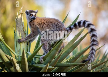 Lémuriens de ringtail à la réserve de Berenty, forêt de Malaza dans la vallée de Mandrare, Madagascar, Afrique Banque D'Images