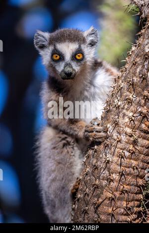 Lémuriens de ringtail à la réserve de Berenty, forêt de Malaza dans la vallée de Mandrare, Madagascar, Afrique Banque D'Images