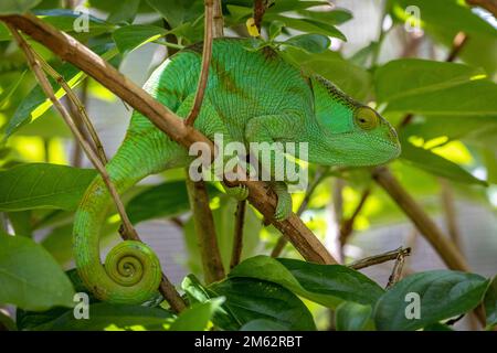 Chameleon de Parson à Mandraka, est de Madagascar, Afrique Banque D'Images