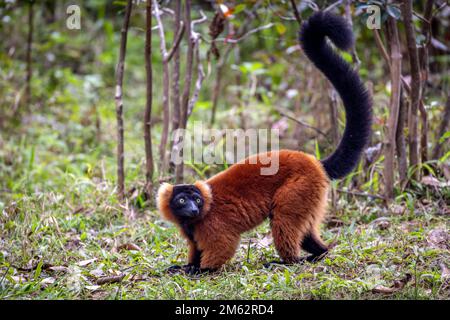 Lémuriens à revers rouge dans le parc national d'Andasibe-Mantadia, est de Madagascar, Afrique Banque D'Images