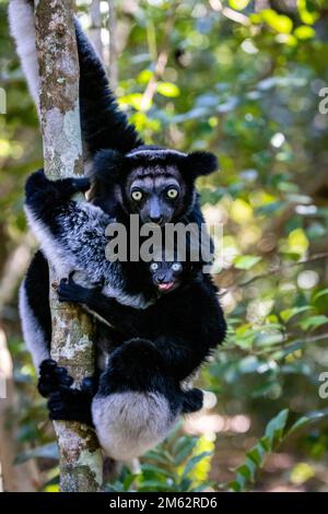 Indri et jeunes lémuriens dans des arbres à la réserve de Palmarium, est de Madagascar, Afrique Banque D'Images