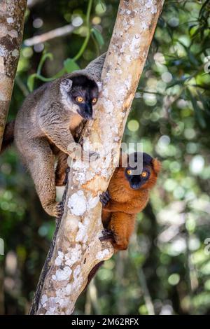 Lémuriens à revers rouge dans un arbre de la réserve de Palmarium, est de Madagascar, Afrique Banque D'Images