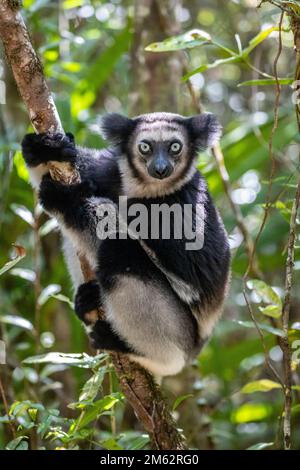 Indri lemur dans arbre à la réserve de Palmarium, est de Madagascar, Afrique Banque D'Images