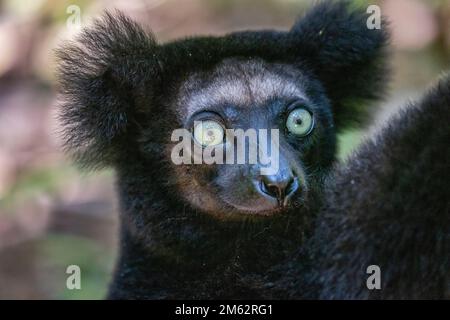 Indri lemur dans arbre à la réserve de Palmarium, est de Madagascar, Afrique Banque D'Images