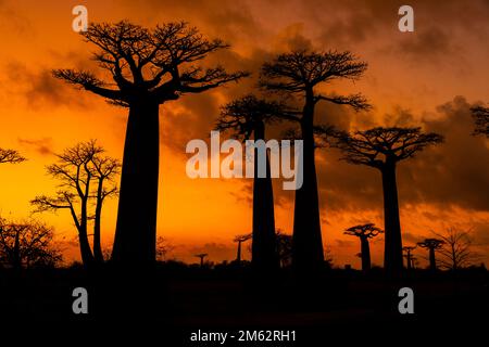 Lever du soleil sur l'avenue des Baobabs à Morondava, Madagascar, Afrique Banque D'Images