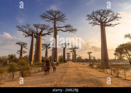 La vie de village le long de l'avenue des Baobabs à Morondava, Madagascar, Afrique Banque D'Images