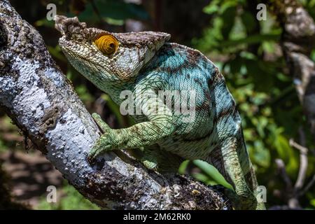 Chameleon de Parson à Mandraka, est de Madagascar, Afrique Banque D'Images