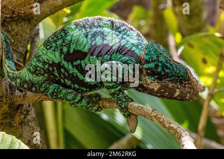 Calumma Globifer Chameleon à Mandraka, est de Madagascar, Afrique Banque D'Images