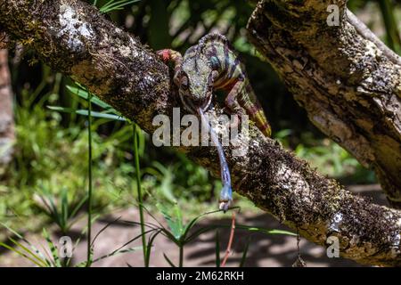 Panther Chameleon attrape le cricket à Mandraka, dans l'est de Madagascar, en Afrique Banque D'Images