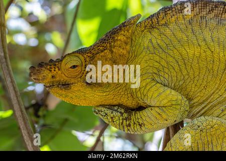 Chameleon de Parson à Mandraka, est de Madagascar, Afrique Banque D'Images