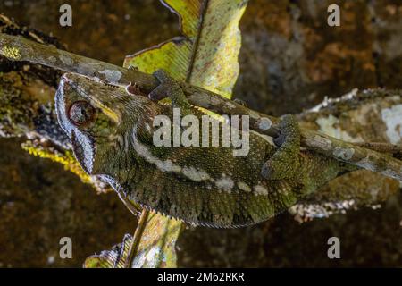 Panther pardalis Chameleon à Mandraka, est de Madagascar, Afrique Banque D'Images