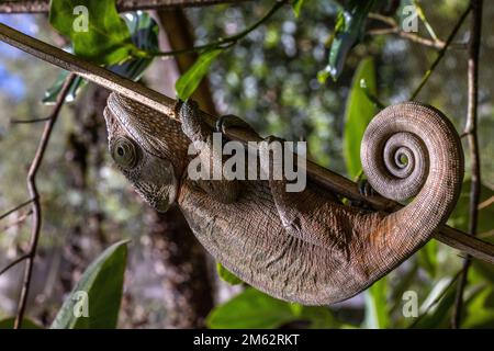 Chameleon de Parson à Mandraka, est de Madagascar, Afrique Banque D'Images