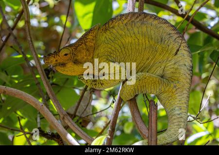 Chameleon de Parson à Mandraka, est de Madagascar, Afrique Banque D'Images