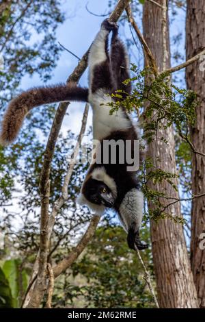 Lémuriens à revers noir et blanc dans le parc national d'Andasibe-Mantadia, est de Madagascar, Afrique Banque D'Images