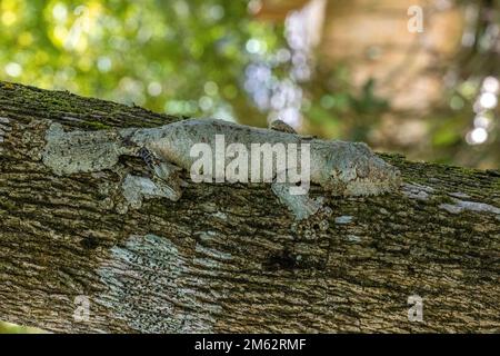 Gecko à queue de feuilles mossy à Mandraka, est de Madagascar, Afrique Banque D'Images