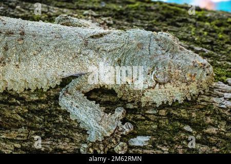 Gecko à queue de feuilles mossy à Mandraka, est de Madagascar, Afrique Banque D'Images