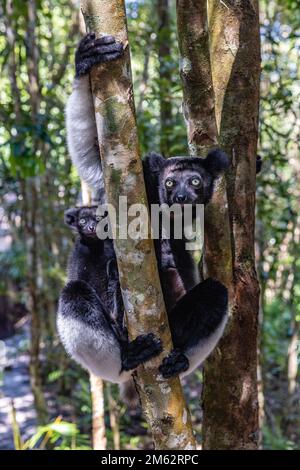 Indri et jeunes lémuriens dans des arbres à la réserve de Palmarium, est de Madagascar, Afrique Banque D'Images