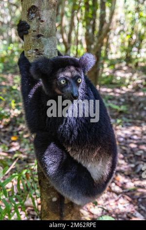 Indri lemur dans arbre à la réserve de Palmarium, est de Madagascar, Afrique Banque D'Images