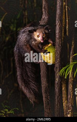 Aye-aye lemur dans un arbre, sciant des noix de coco ouvertes à la réserve de Palmarium, est de Madagascar, Afrique Banque D'Images