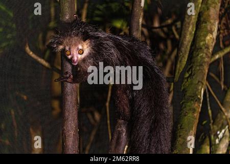 Aye-aye lemur dans un arbre, sciant des noix de coco ouvertes à la réserve de Palmarium, est de Madagascar, Afrique Banque D'Images