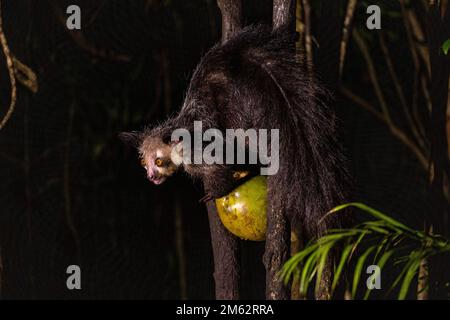 Aye-aye lemur dans un arbre, sciant des noix de coco ouvertes à la réserve de Palmarium, est de Madagascar, Afrique Banque D'Images