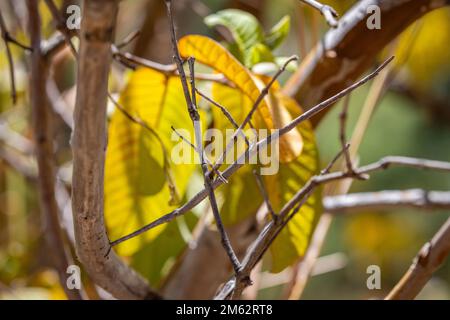 Collez l'insecte sur l'arbre dans le parc national d'Isalo, Madagascar, Afrique Banque D'Images