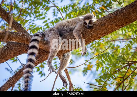 Lémuriens à queue d'aronde accrochés dans un arbre à la réserve de Berenty, forêt de Malaza dans la vallée de Mandrare, Madagascar, Afrique Banque D'Images