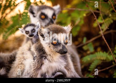 Famille de lémuriens de la petite queue à la réserve de Berenty, forêt de Malaza dans la vallée de Mandrare, Madagascar, Afrique Banque D'Images