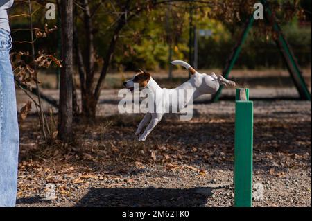 Le chien Jack Russell Terrier saute sur une barrière en bois dans une aire de jeux pour chiens. Banque D'Images