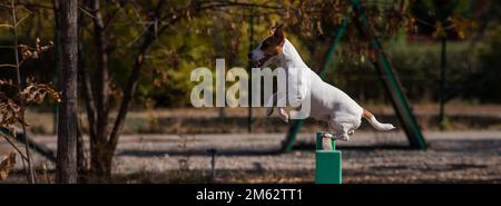 Le chien Jack Russell Terrier saute sur une barrière en bois dans une aire de jeux pour chiens. Banque D'Images