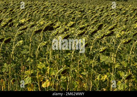 Champ de fleurs du soleil dans la lumière du matin. Paysage de fond de tournesols. Banque D'Images