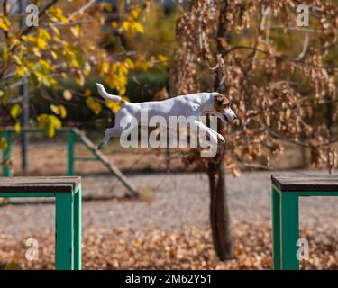 Le chien Jack Russell Terrier saute d'un banc en bois à un autre dans l'aire de jeux pour chiens. Banque D'Images