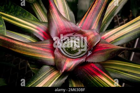 Gros plan d'une Neoregelia Carolinae Banque D'Images