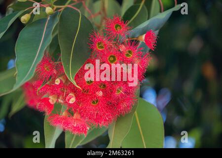 Adélaïde, Australie. 2 janvier 2023 . Un groupe de fleurs d'eucalyptus rose vif (Corymbia Ficifolia ) communément connu sous le nom de gomme à fleurs rouges qui a commencé à fleurir. La floraison commence habituellement à avoir lieu de décembre à février. Credit: amer ghazzal / Alamy Live News Banque D'Images