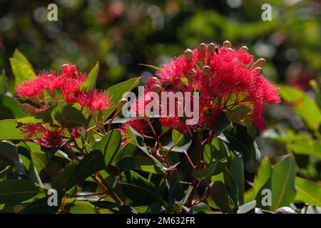 Adélaïde, Australie. 2 janvier 2023 . Un groupe de fleurs d'eucalyptus rose vif (Corymbia Ficifolia ) communément connu sous le nom de gomme à fleurs rouges qui a commencé à fleurir. La floraison commence habituellement à avoir lieu de décembre à février. Credit: amer ghazzal / Alamy Live News Banque D'Images